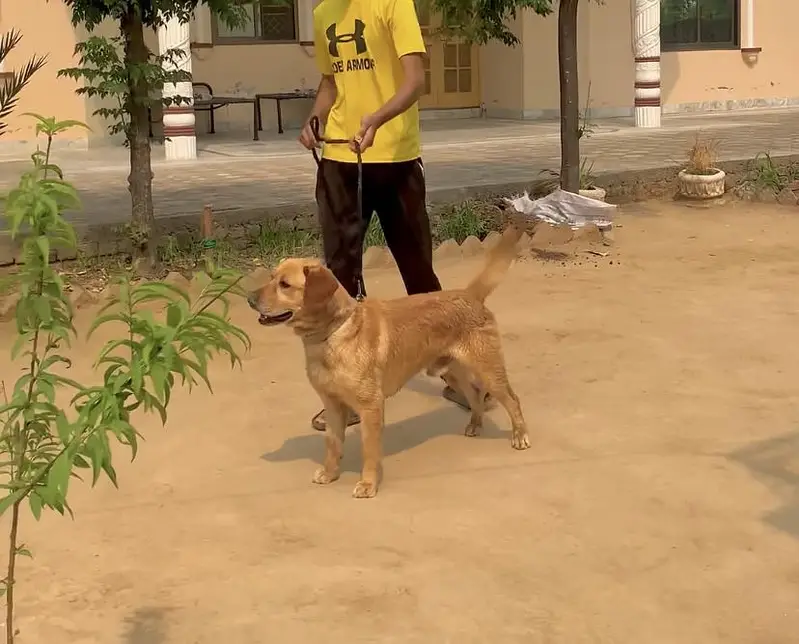 Pure Labrador male