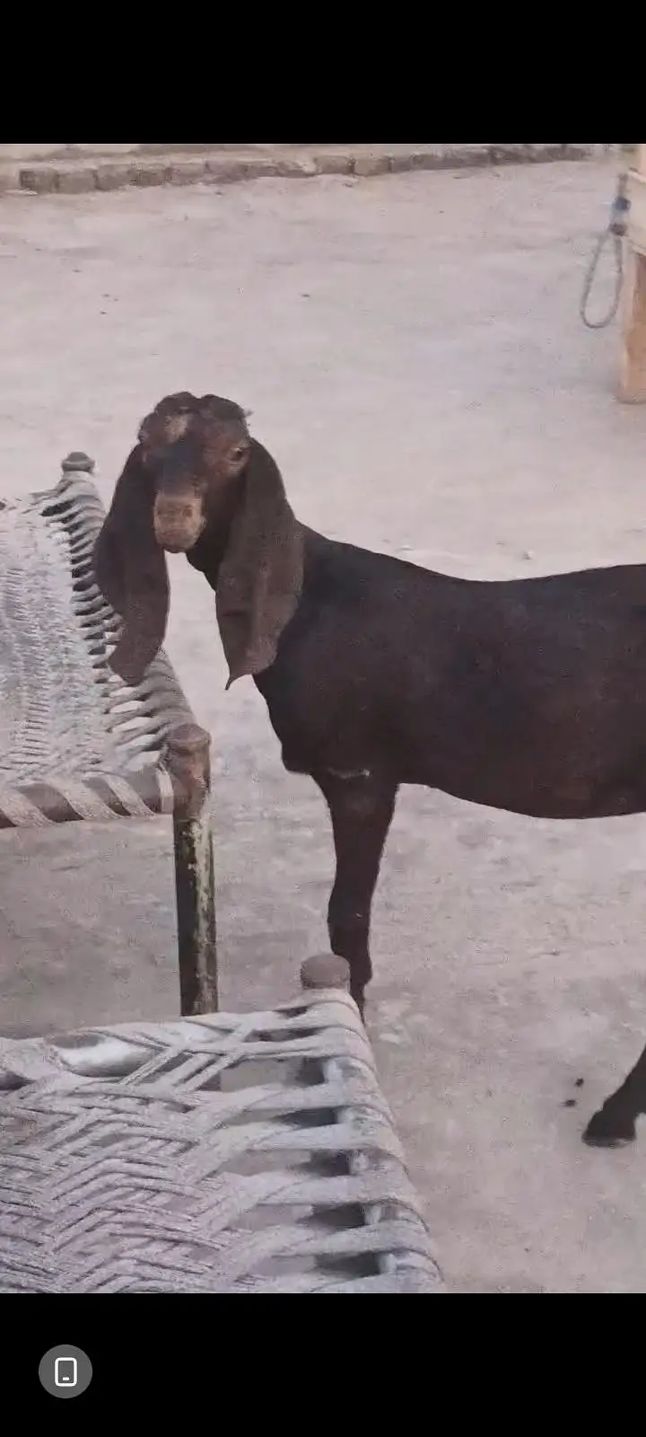 bakre nagra caross ha age 6 months ha bohat achi ha pad ha — photo 2