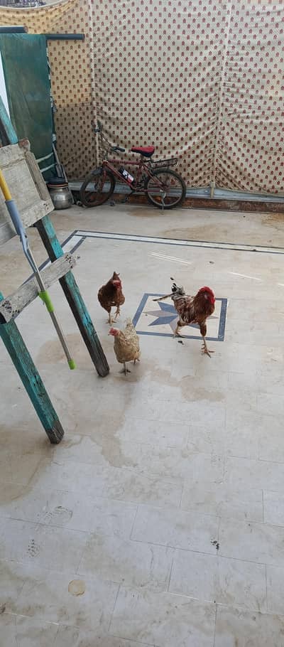 max cock hen parrot