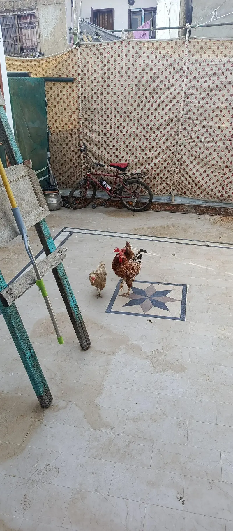 max cock hen parrot — photo 2