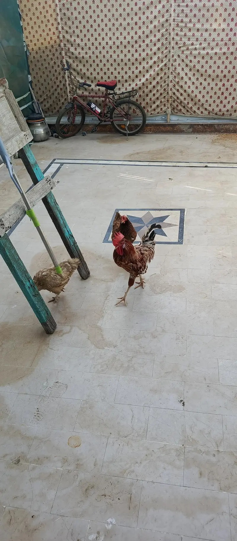 max cock hen parrot — photo 3