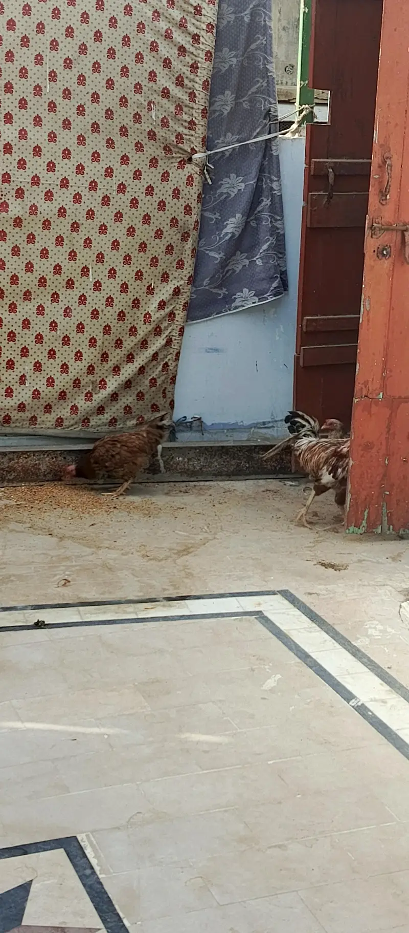 max cock hen parrot — photo 4