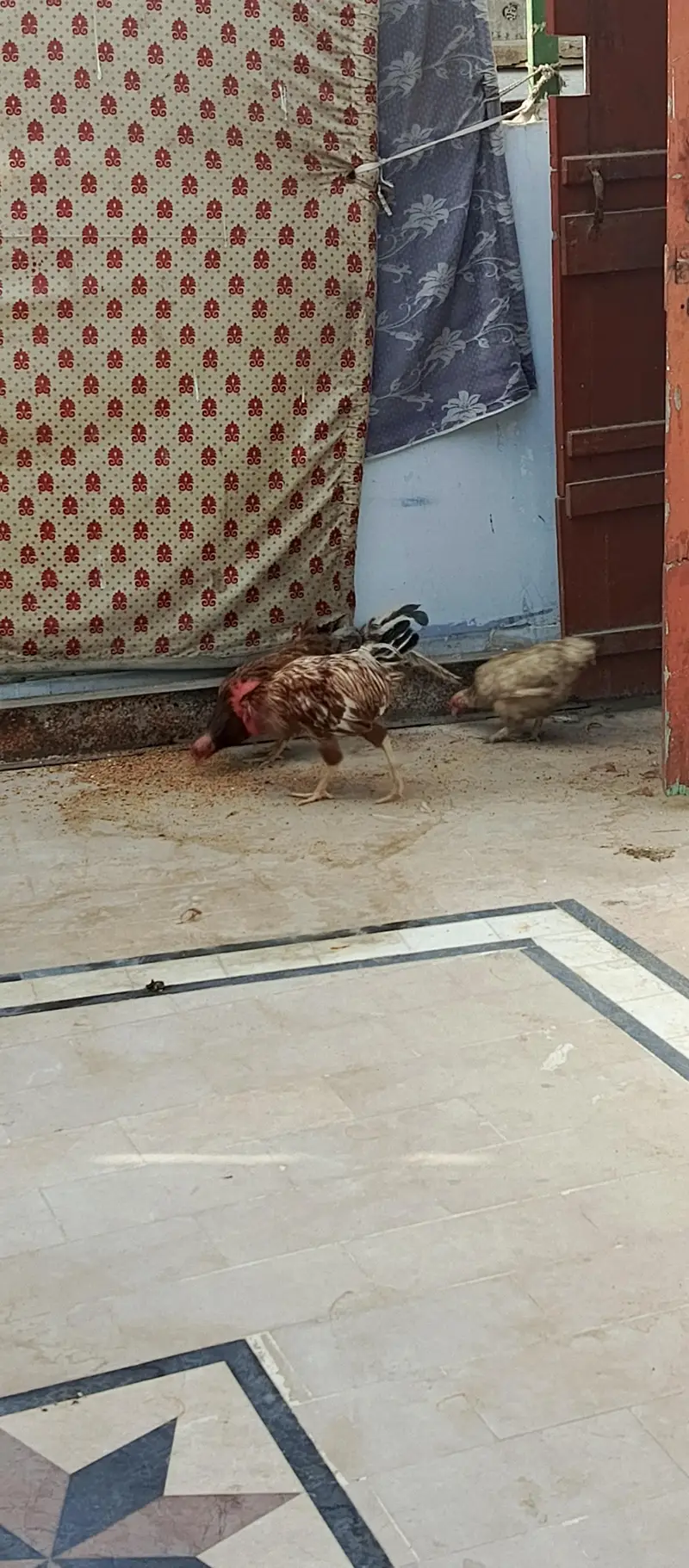 max cock hen parrot — photo 5