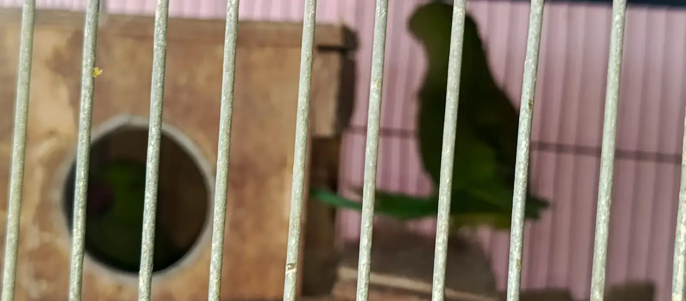 max cock hen parrot — photo 6