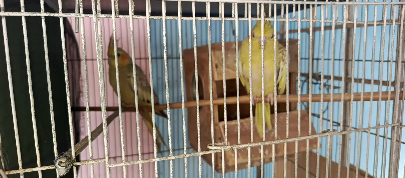 max cock hen parrot — photo 7