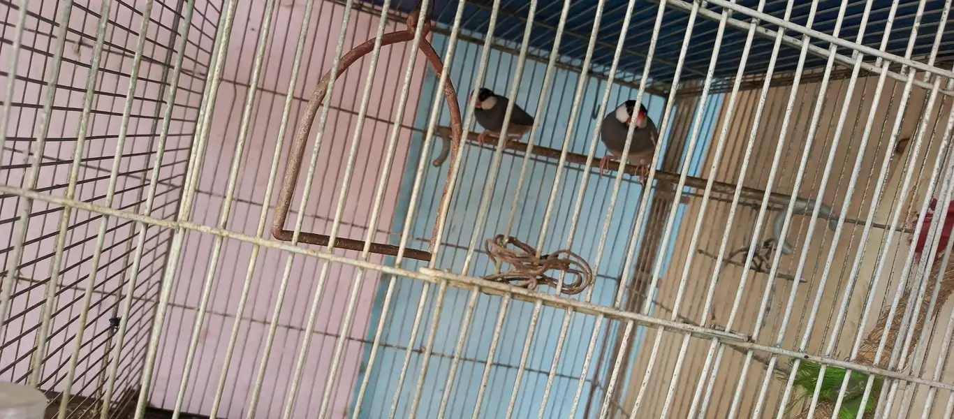 max cock hen parrot — photo 8