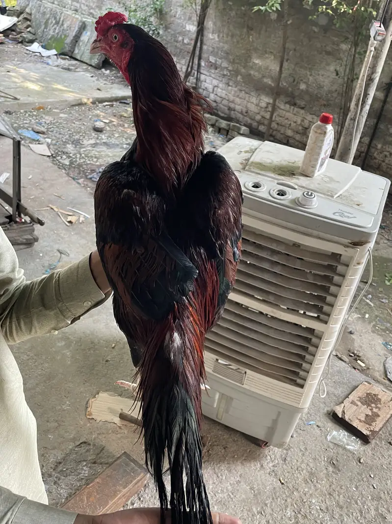 Assi Lakhan high-quality breeder — photo 2