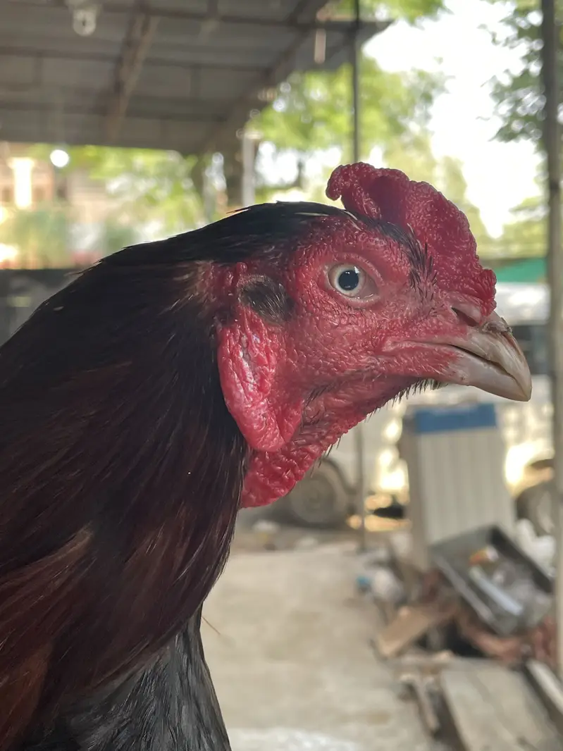 Assi Lakhan high-quality breeder — photo 3