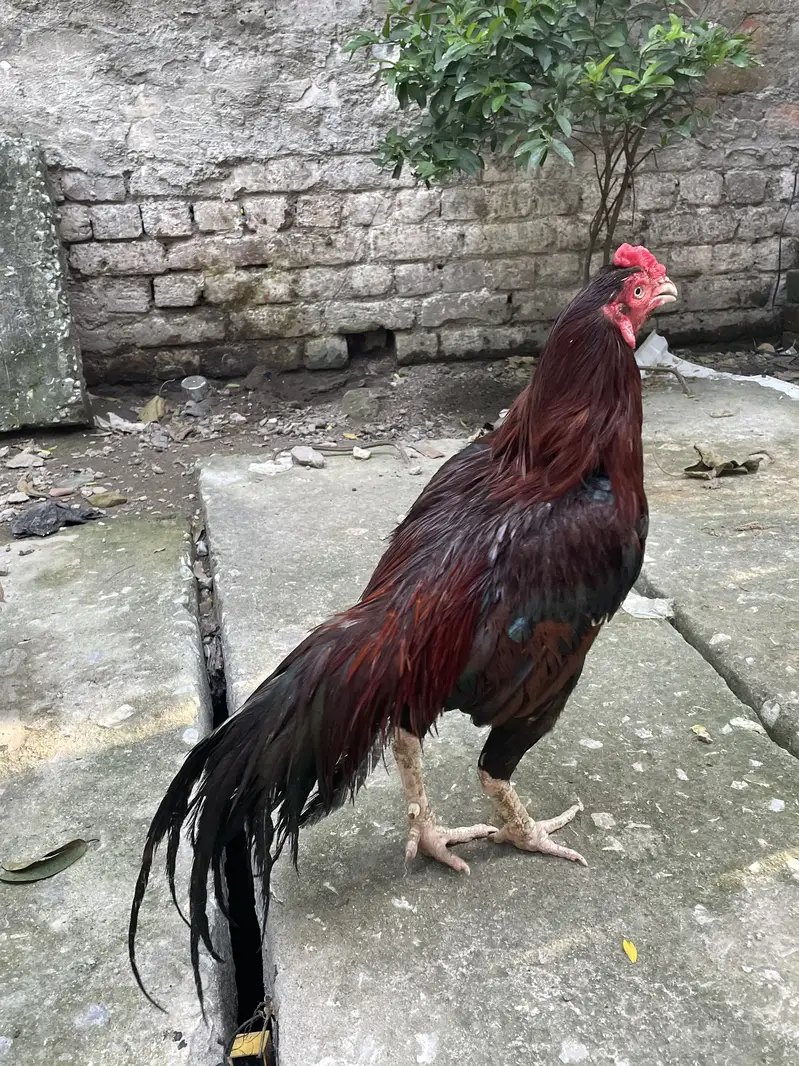 Assi Lakhan high-quality breeder — photo 4