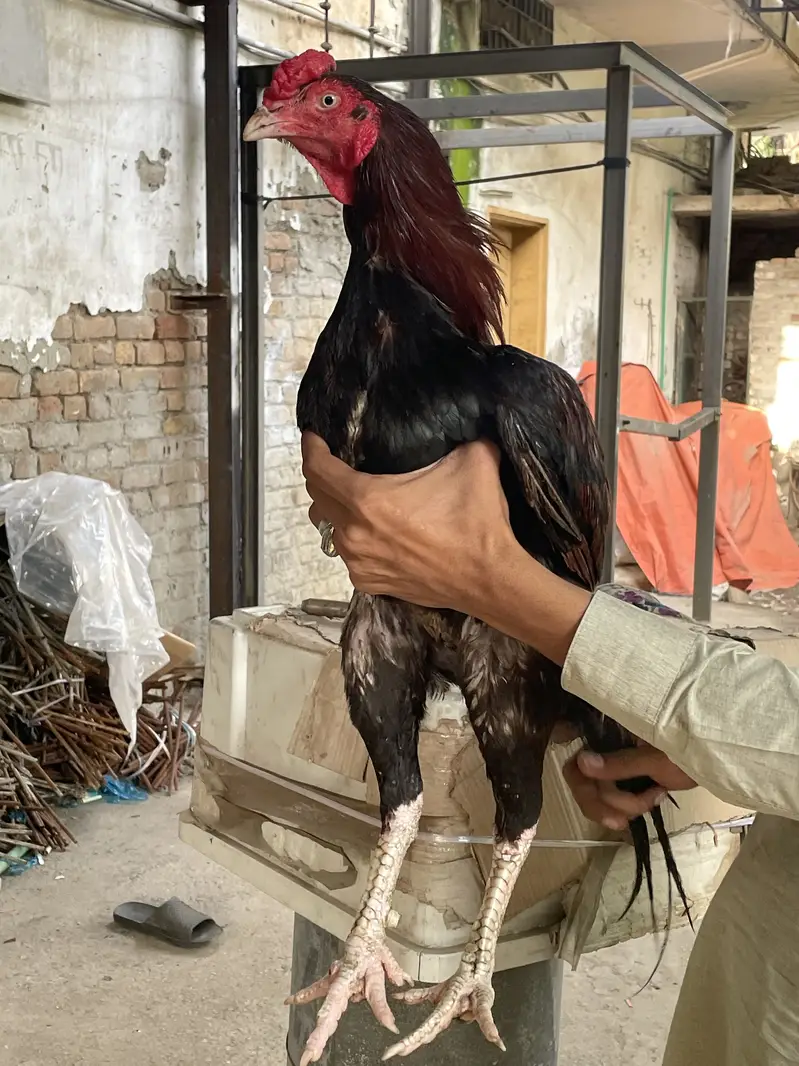 Assi Lakhan high-quality breeder — photo 5