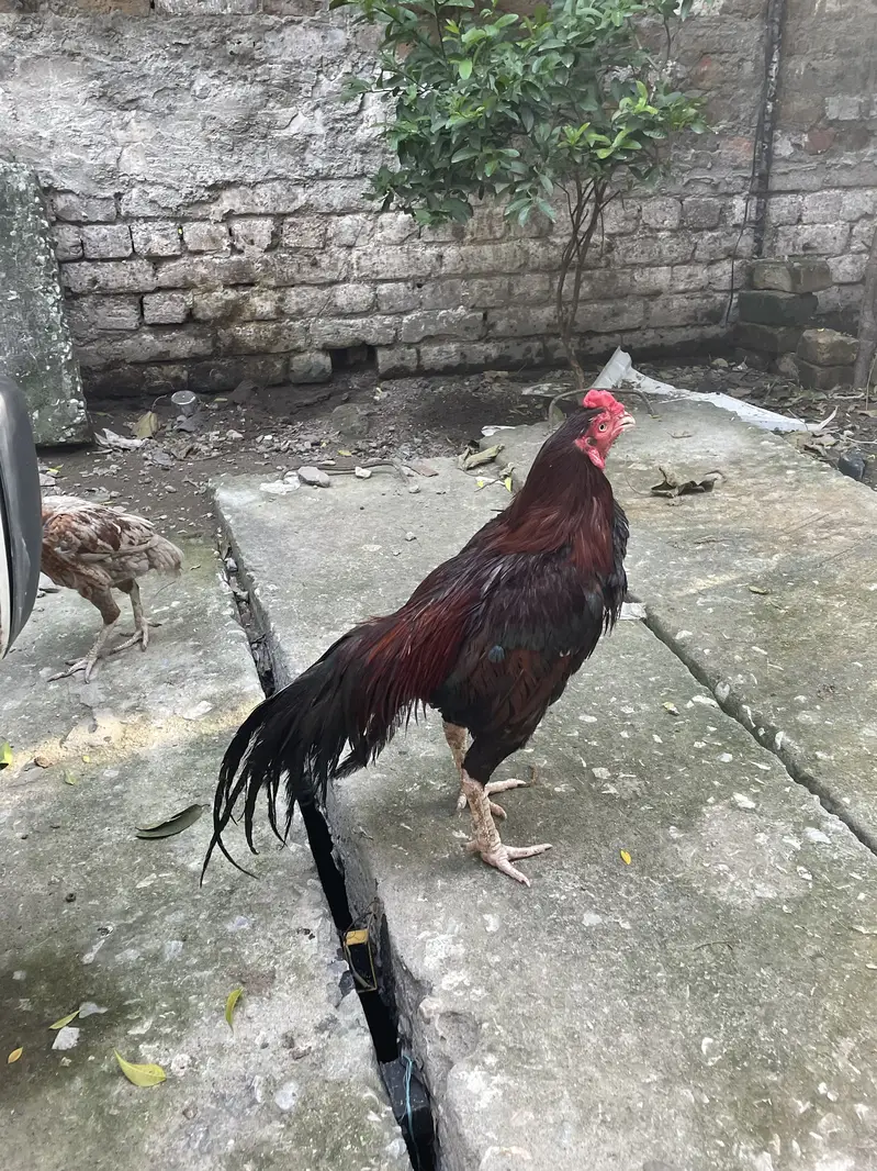 Assi Lakhan high-quality breeder — photo 6