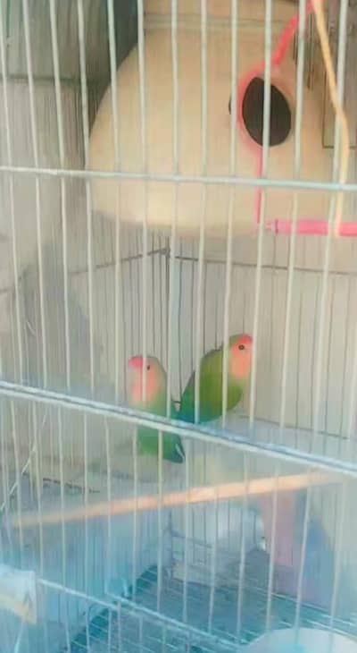 Lovebird pair
