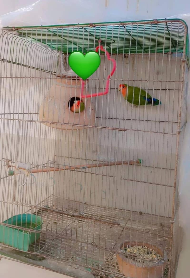 Lovebird pair 1