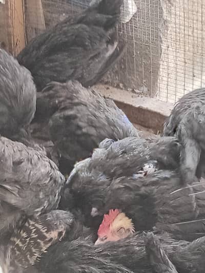 Australorp Chicks Farm