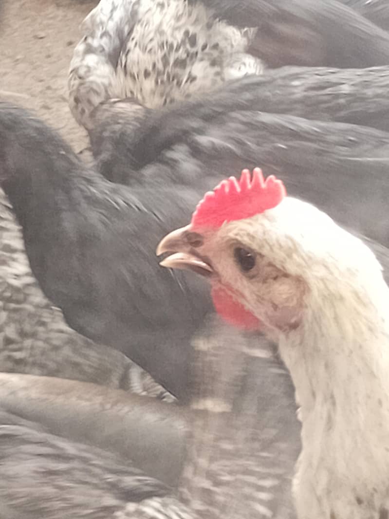 Australorp Layers پٹے پٹیاں عمر 4 ماہ 4