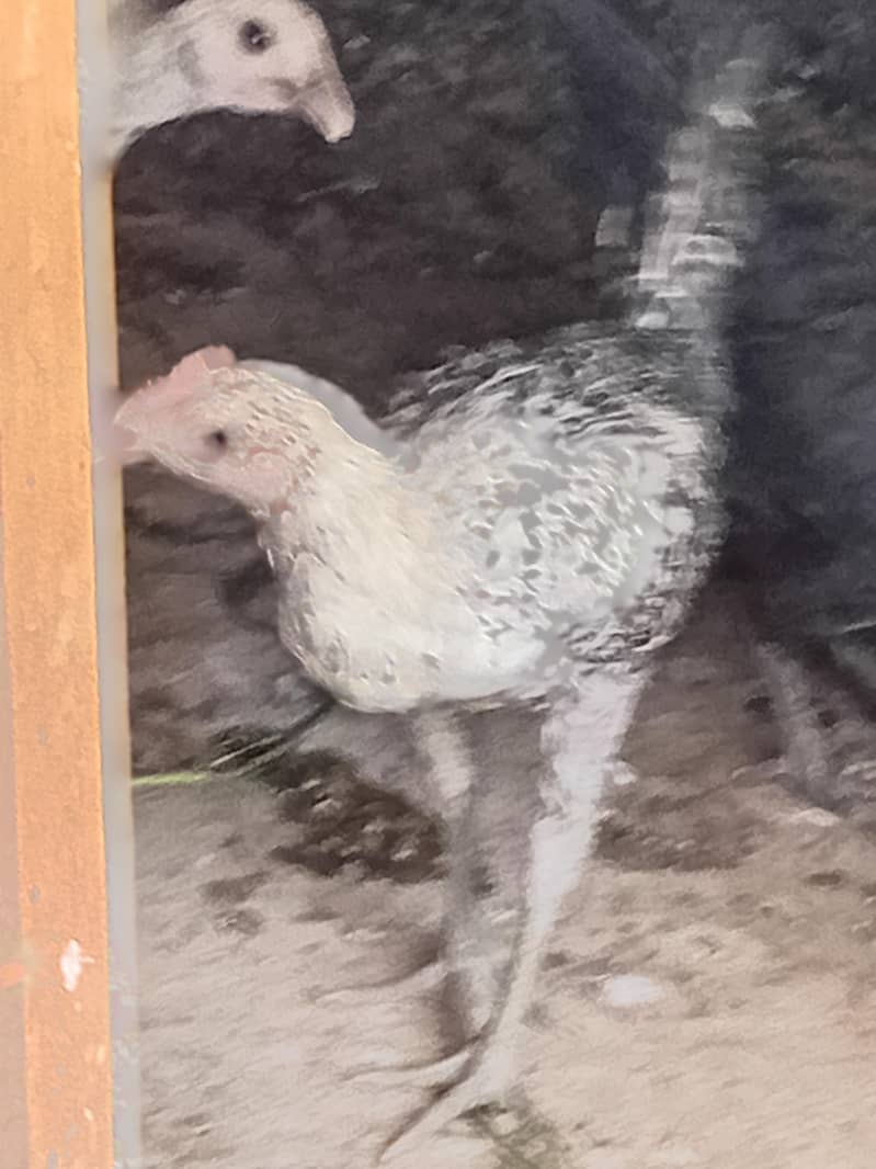 Australorp Layers پٹے پٹیاں عمر 4 ماہ 5