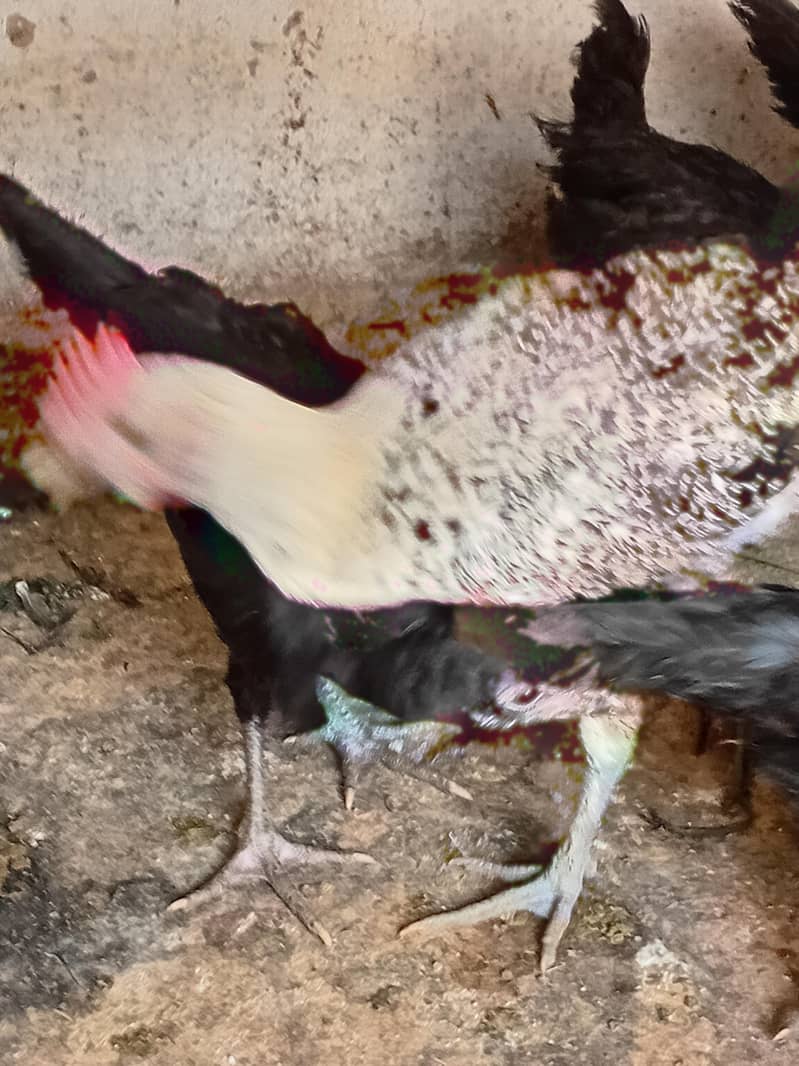 Australorp Layers پٹے پٹیاں عمر 4 ماہ 6