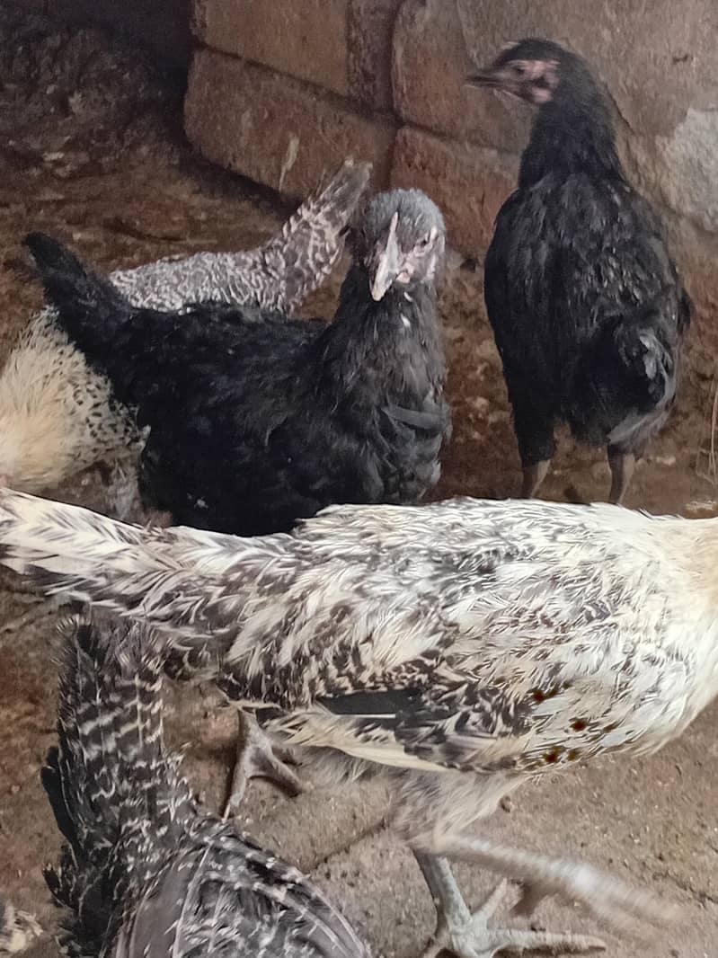 Australorp Layers پٹے پٹیاں عمر 4 ماہ 7