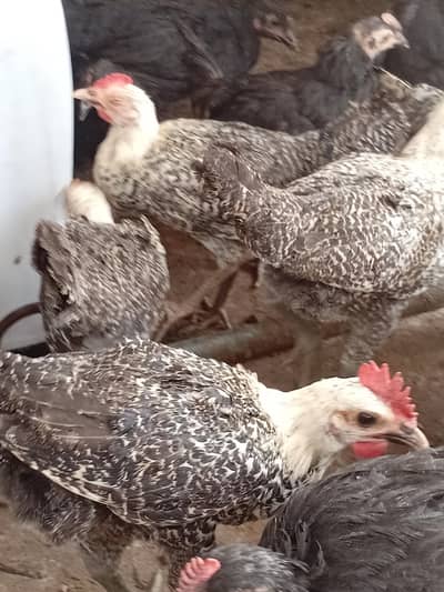 Egyptian Fayoumi Layers پٹے پٹیاں عمر 4 ماہ