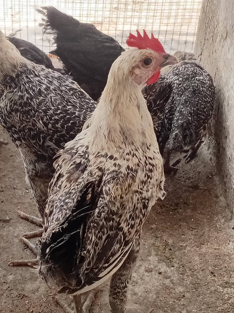Australorp Layers پٹے پٹیاں عمر 4 ماہ 9