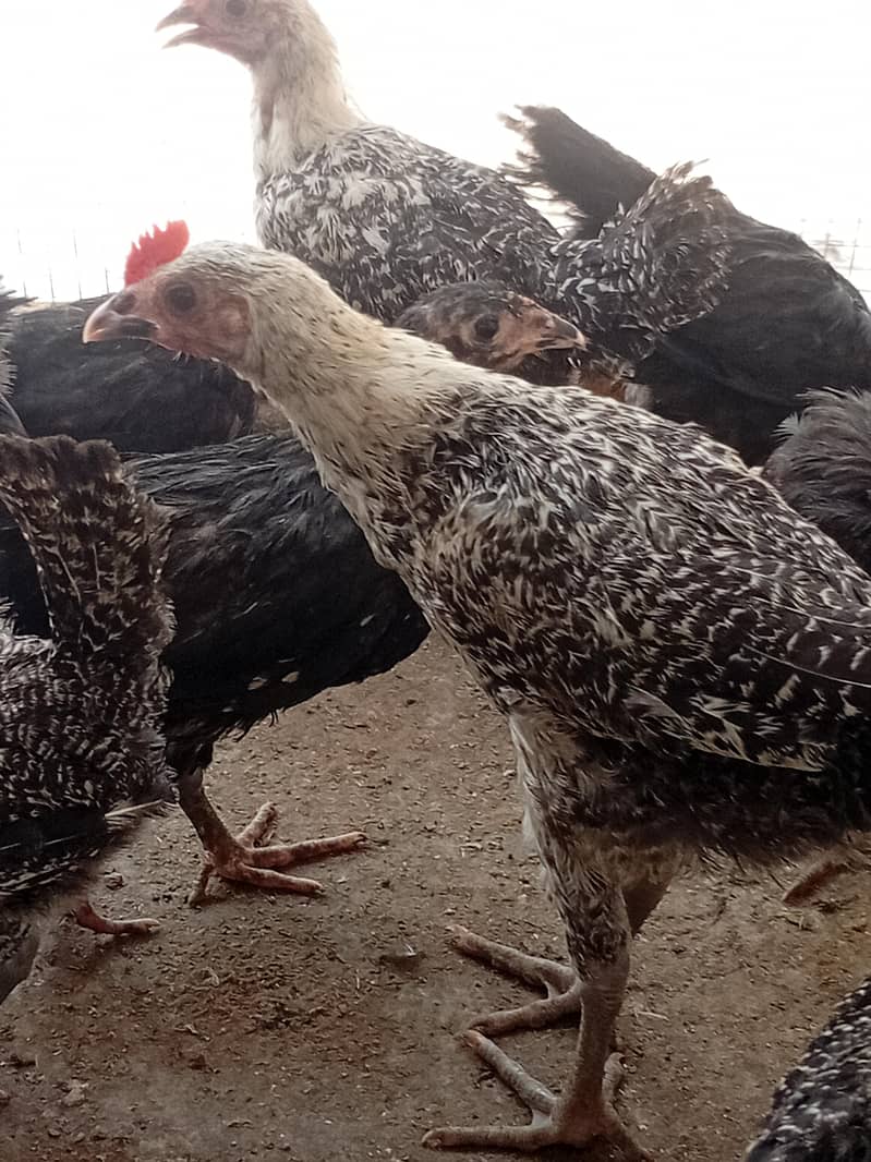 Australorp Layers پٹے پٹیاں عمر 4 ماہ 10