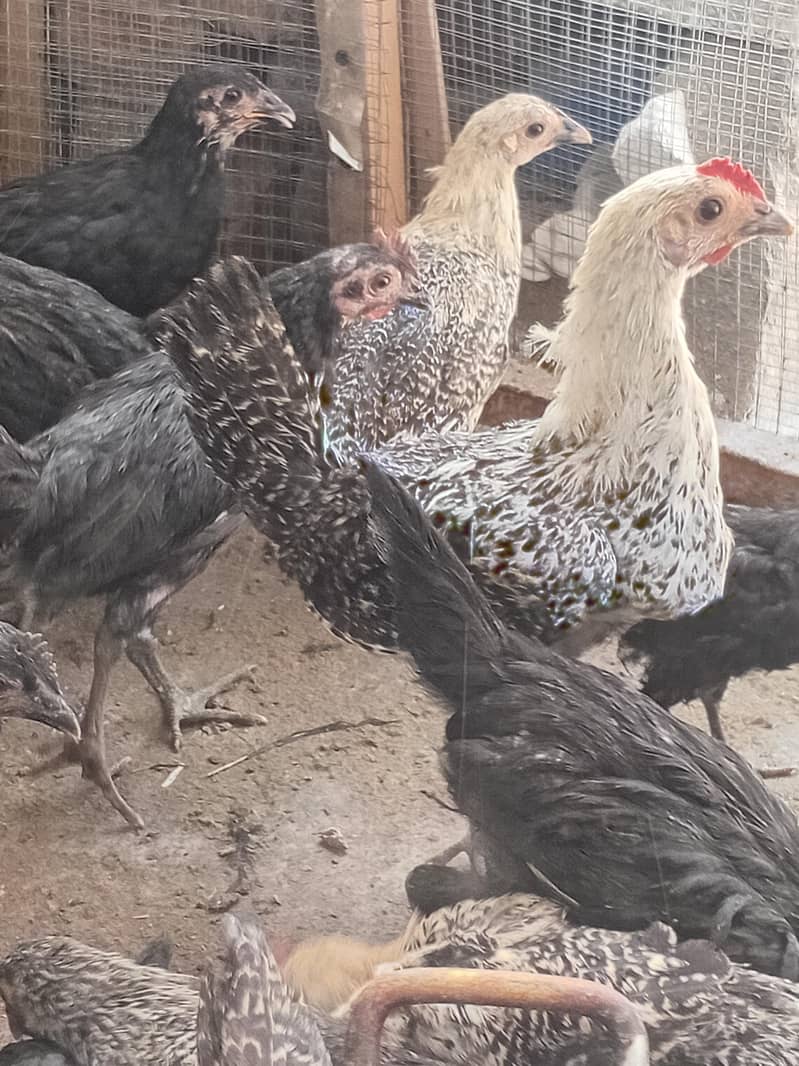 Australorp Layers پٹے پٹیاں عمر 4 ماہ 11