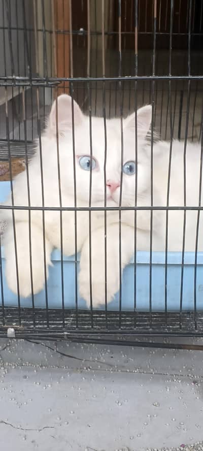 persian cat