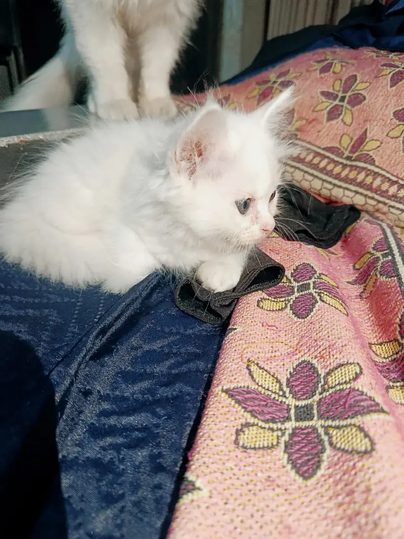 3 Persian Kittens for Sale — photo 2