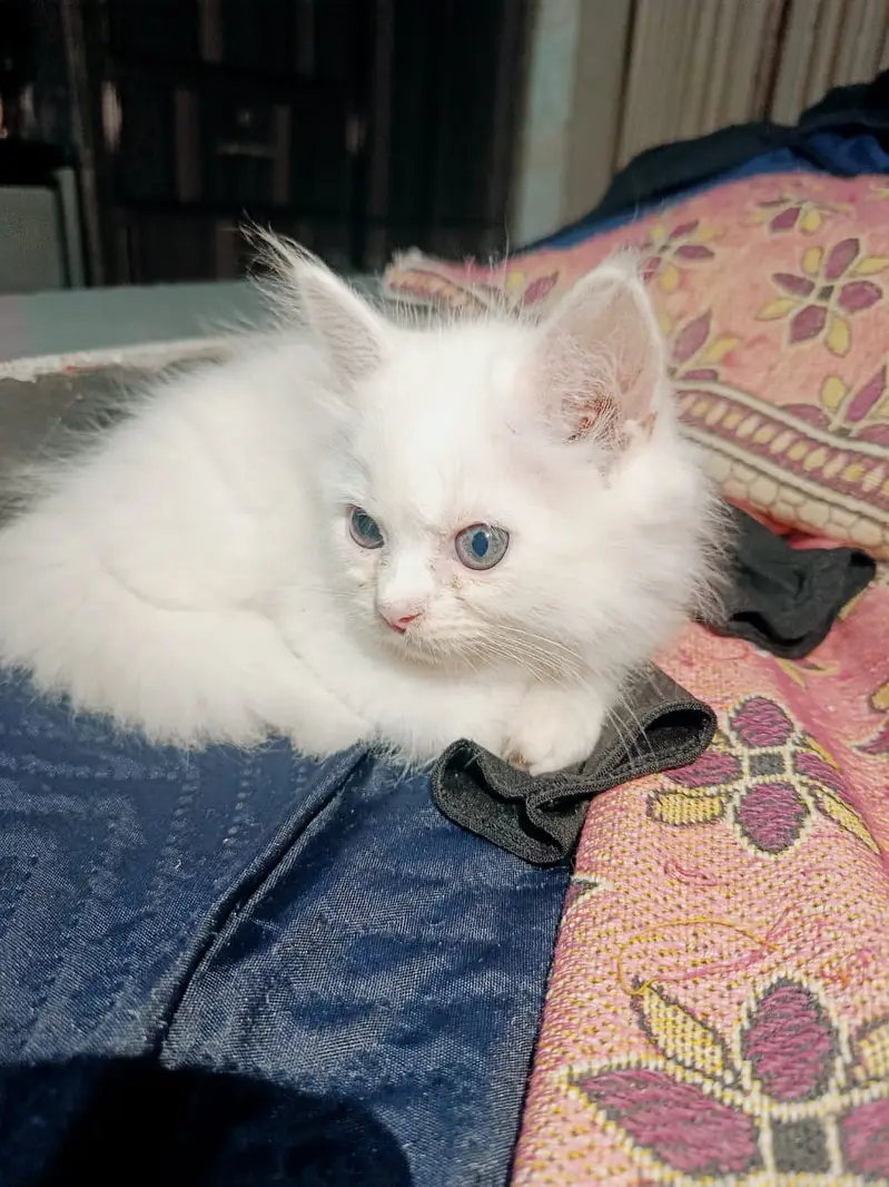 3 Persian Kittens for Sale