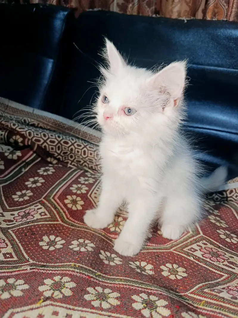 3 Persian Kittens for Sale — photo 3