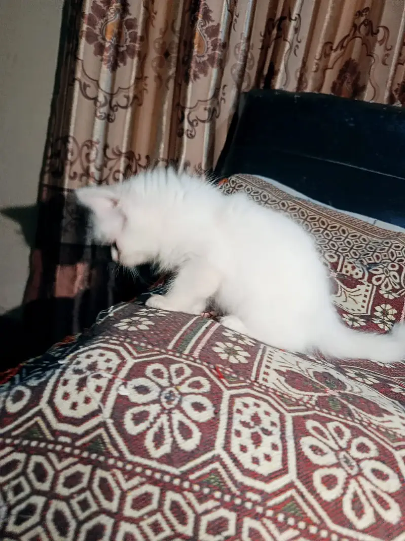 3 Persian Kittens for Sale — photo 4