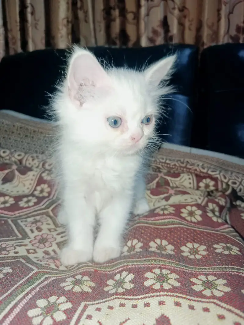 3 Persian Kittens for Sale — photo 5