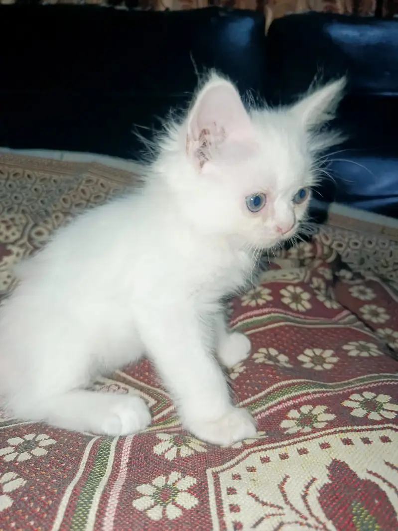 3 Persian Kittens for Sale — photo 6