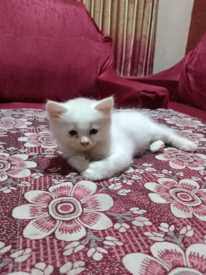 3 Persian Kittens for Sale — photo 7