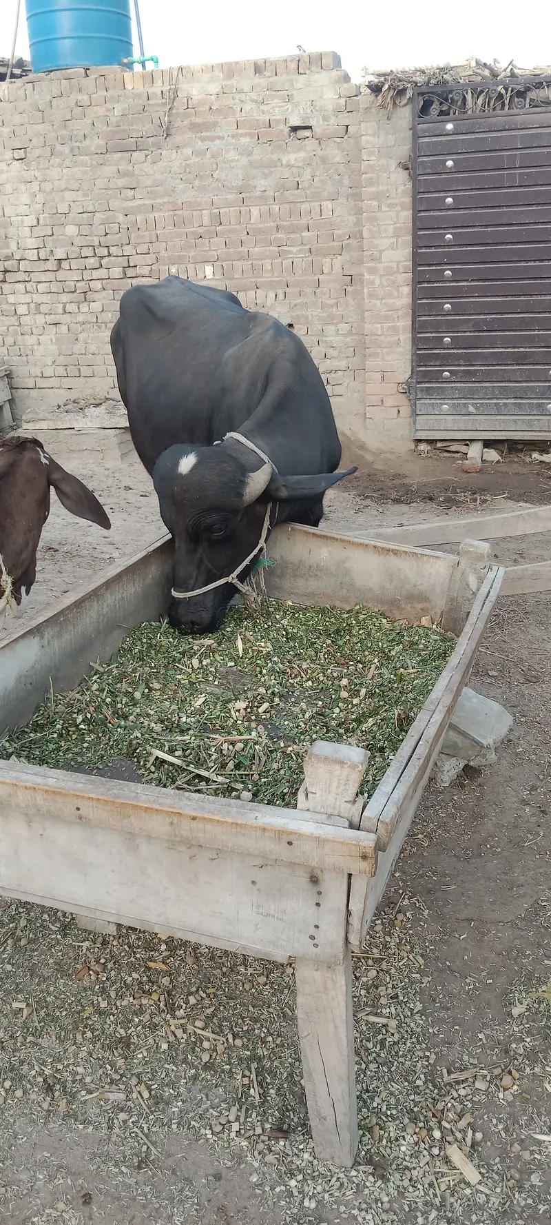 3 Male buffalo. — photo 2
