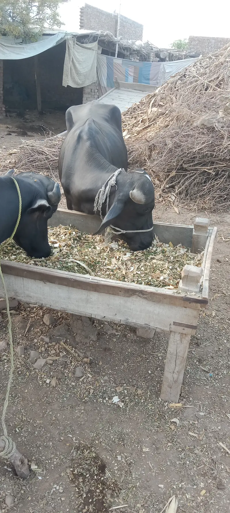 3 Male buffalo. — photo 3