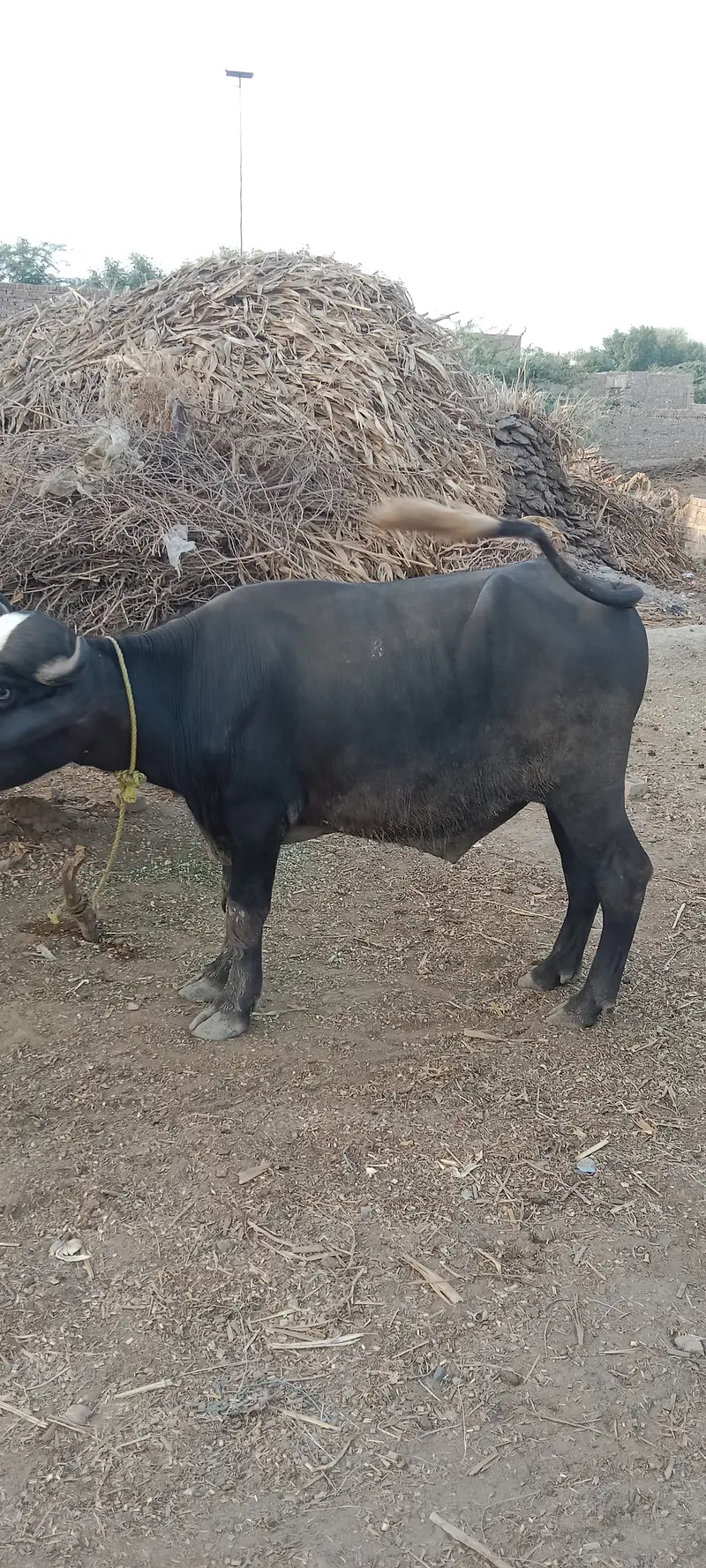 3 Male buffalo. — photo 5