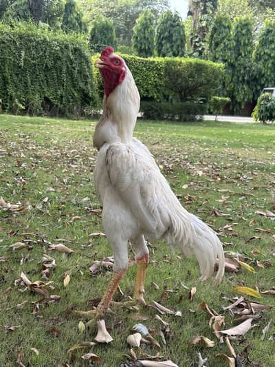 German o Shamo White Males for sale | Aseel