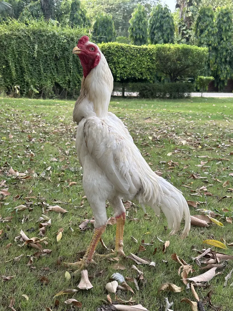 German o Shamo White Males for sale | Aseel — photo 2