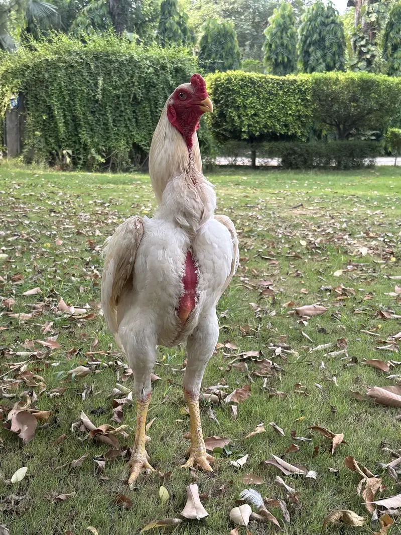 German o Shamo White Males for sale | Aseel — photo 3