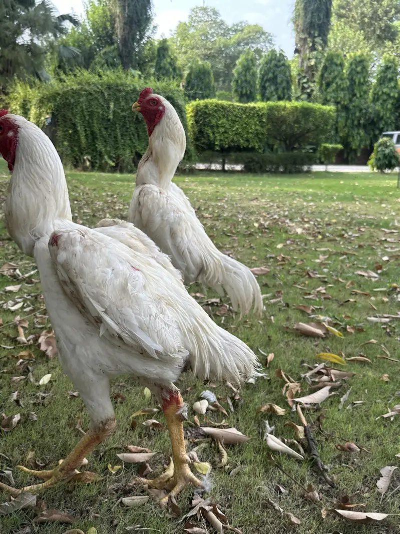German o Shamo White Males for sale | Aseel — photo 4