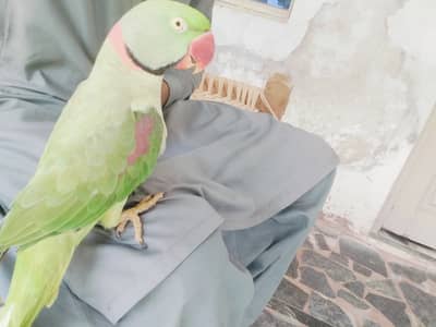 Talking parrot for sale