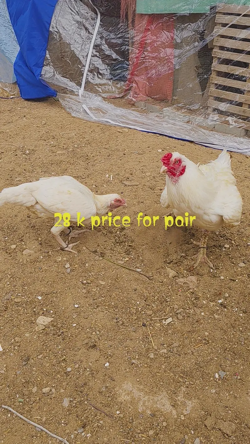 HEERA ASEEL SET UP FOR SALE — photo 6