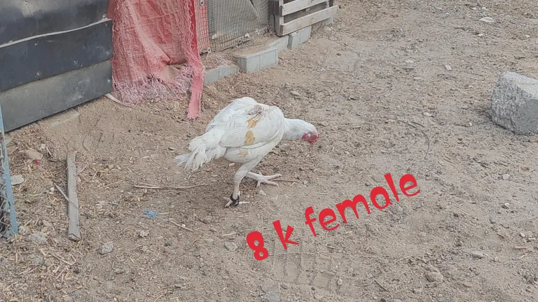 HEERA ASEEL SET UP FOR SALE — photo 12