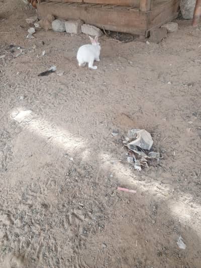 rabbits male  2