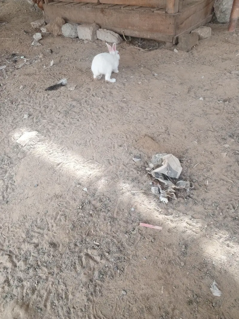 rabbits male  2