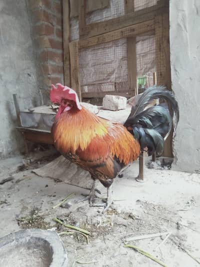 Desi murgha for sell