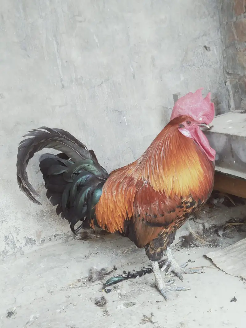 Desi murgha for sell — photo 2