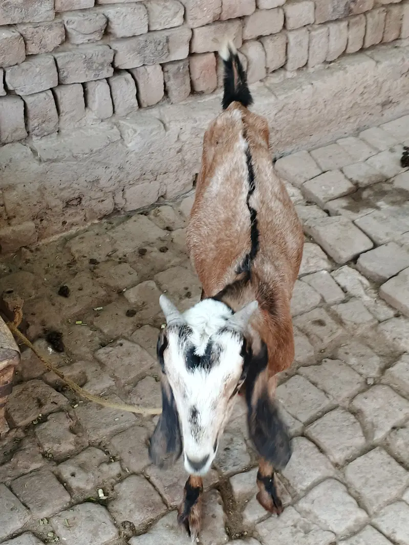 Cross ghaban bakrii — photo 2