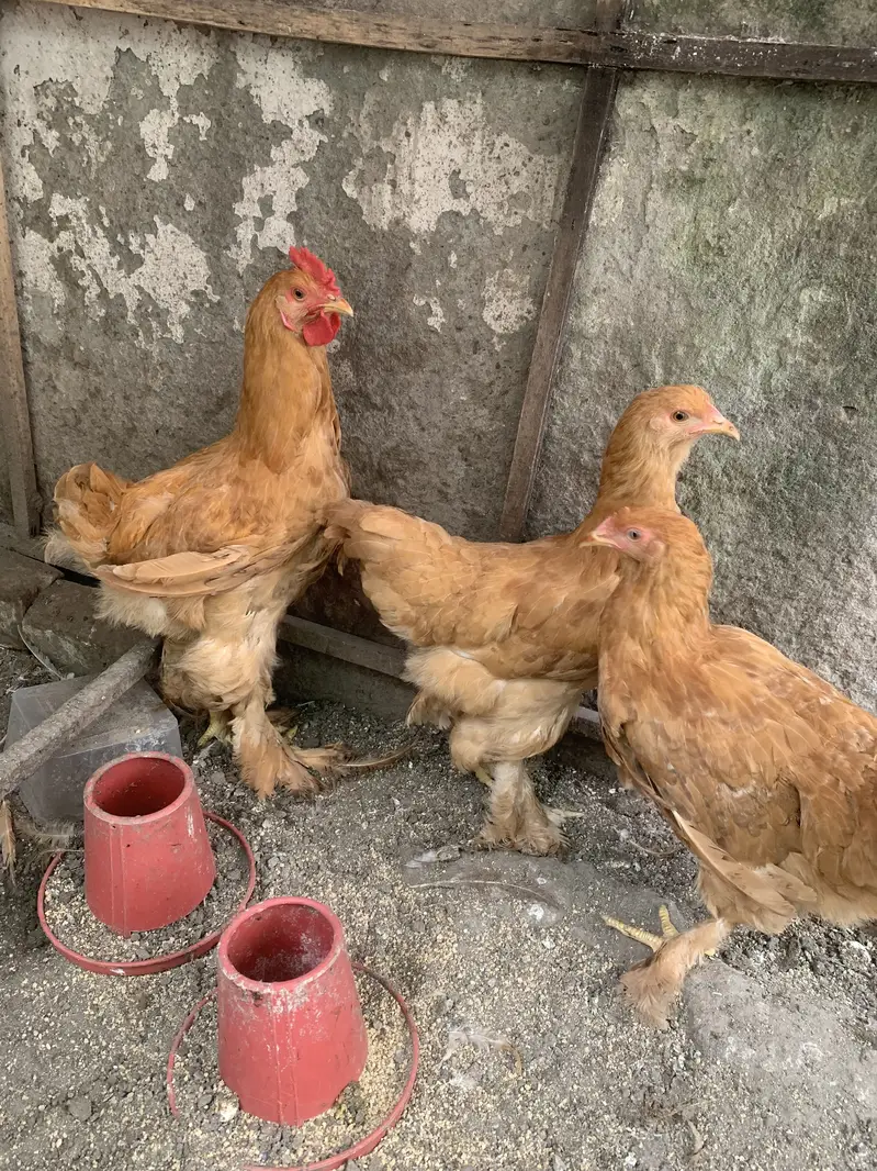 Golden buff 1+2 — photo 2
